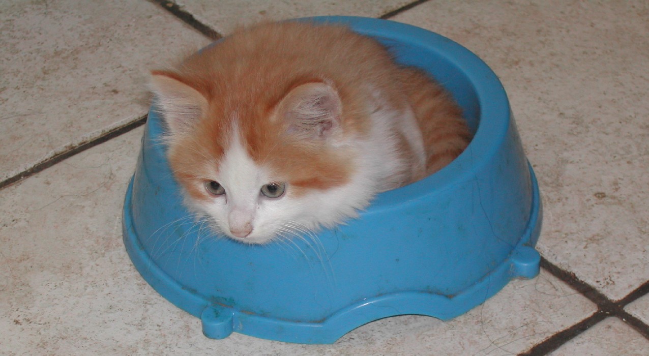 Katze im Swimmingpool