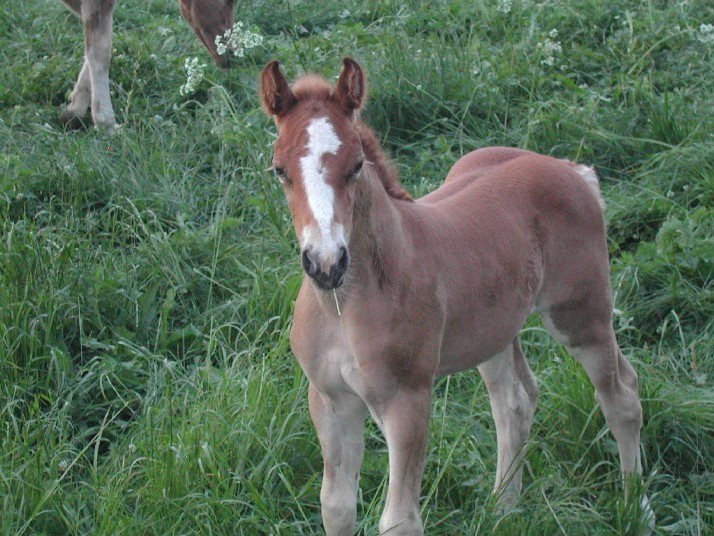 Fohlen