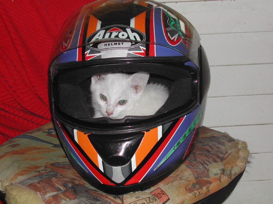 Helmpflicht auch f�r Katzen!
