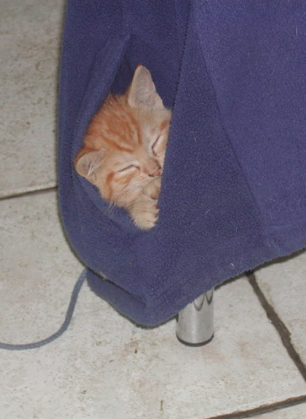 Katze im Mittagsschlaf