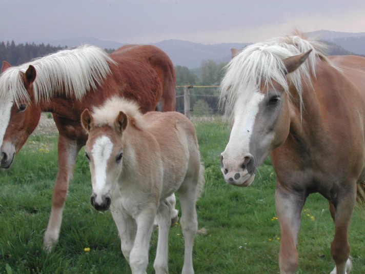 Haflinger