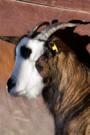 Geissbock
