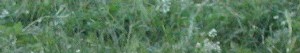 grasflaeche