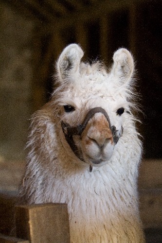 Lama
